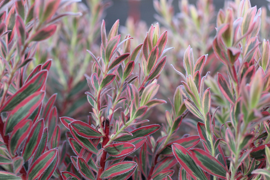 Jester Cone Bush