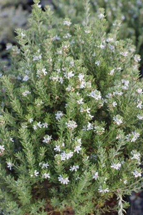 Grey Box Dwarf Coast Rosemary