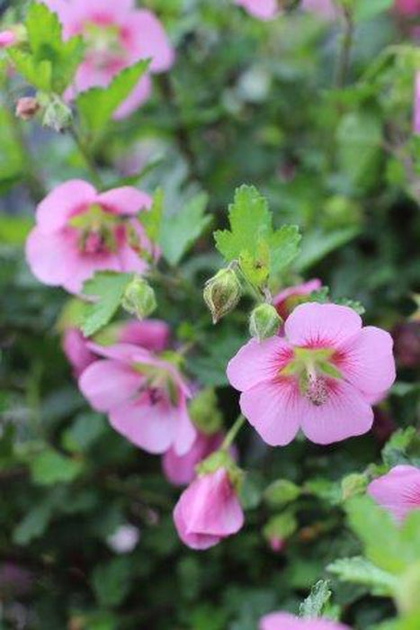 Tara's Pink Cape Mallow