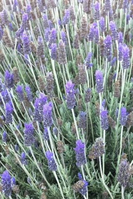 French Lavender