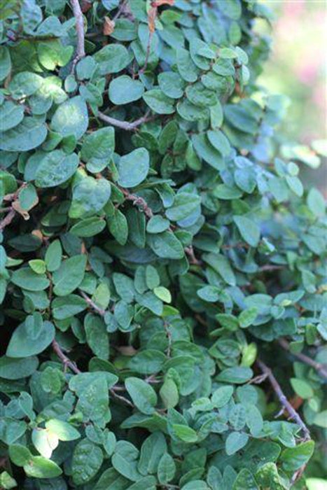 Creeping Fig