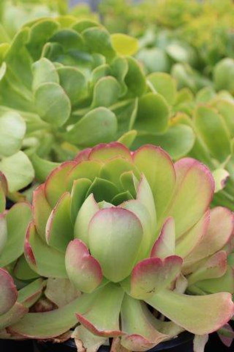 Canary Island Aeonium Succulent