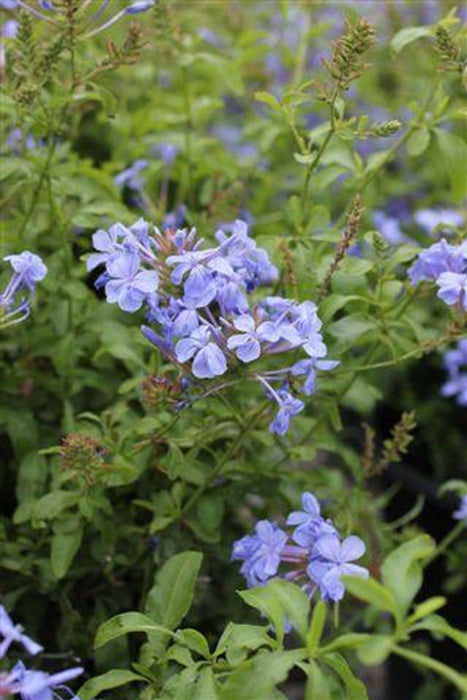 Imperial Blue Cape Plumbago