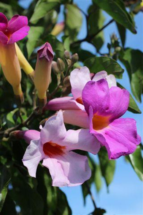 Royal Trumpet Vine