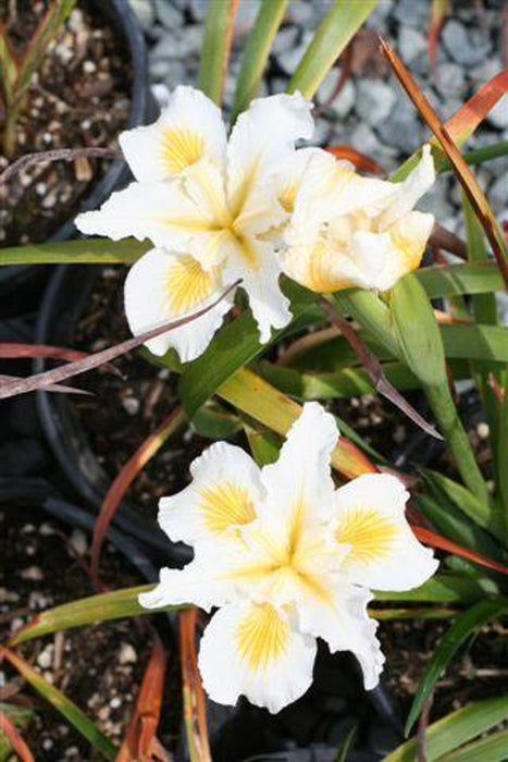 Canyon Snow Douglas Iris