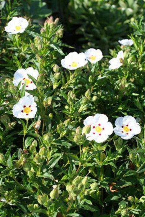 Crimson Spot Rockrose