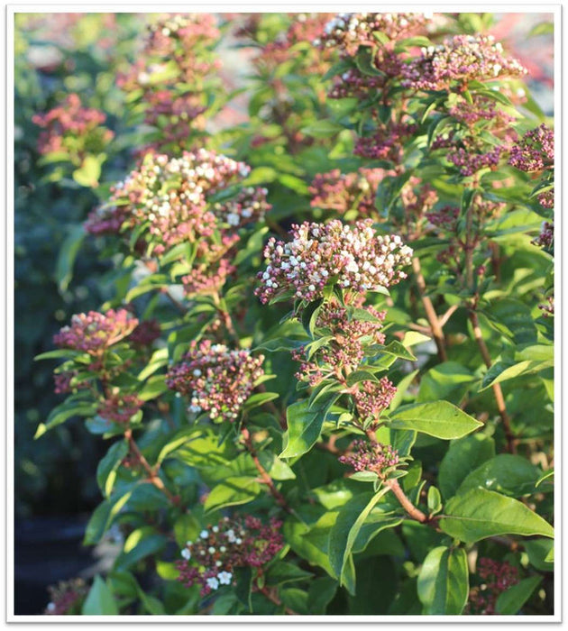 Spring Bouquet Viburnum