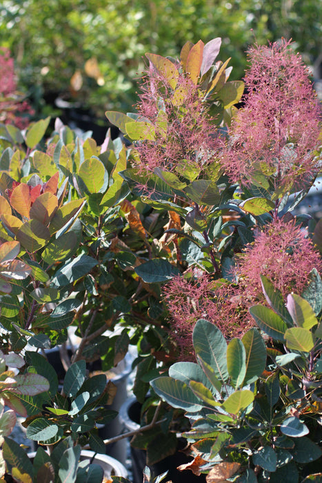 Grace Smoke Bush