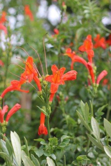 Cape Honeysuckle