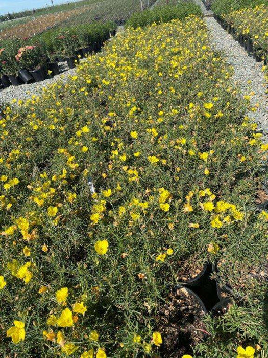 Yellow Sundrops/Evening Primrose