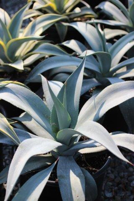 Weber Agave