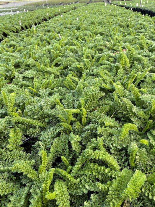 Sonoma Coast Yarrow