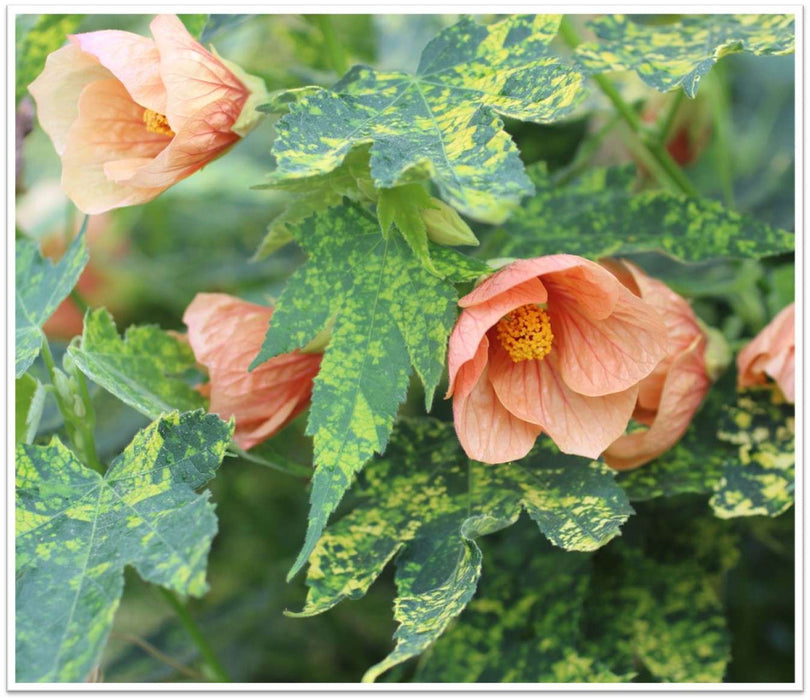 Thompson's Flowering Maple (Abutilon)