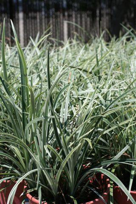 Silver Dragon Lilyturf (Liriope)