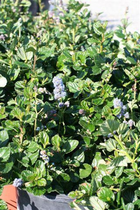 Carmel Creeper California Lilac (Ceanothus)