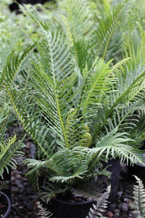 Silver Lady Tree Fern