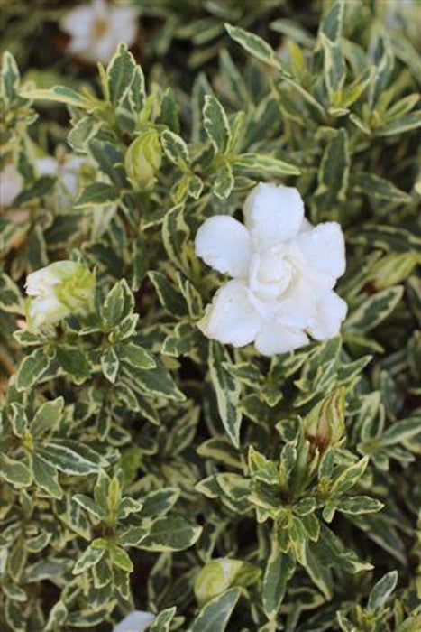 Variegated Dwarf Gardenia