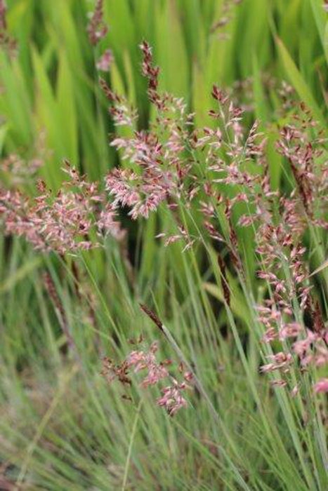 Ruby Grass