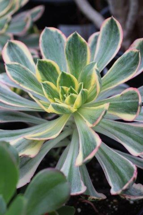 Sunburst Aeonium Succulent