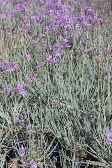 Variegated Society Garlic