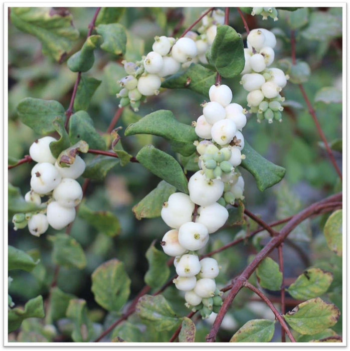 Common Snowberry