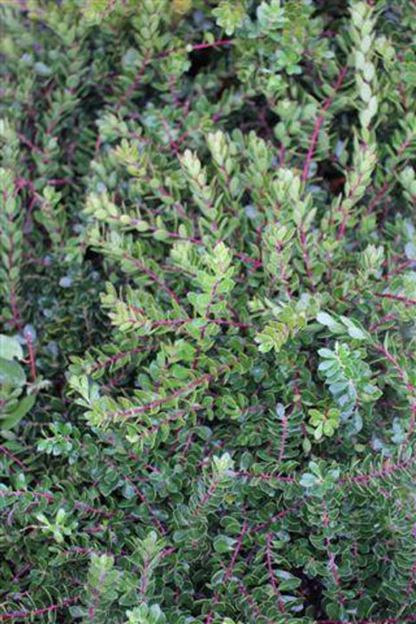 Emerald Carpet Manzanita