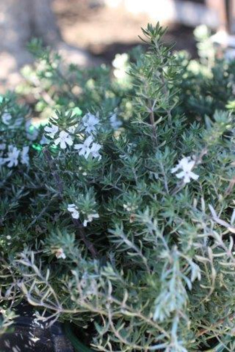 Low Horizon Coastal Rosemary