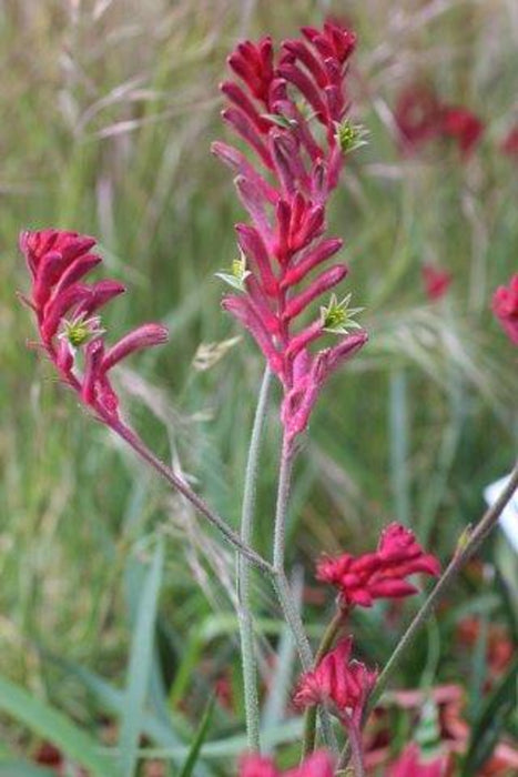 Ruby Velvet Kangaroo Paw