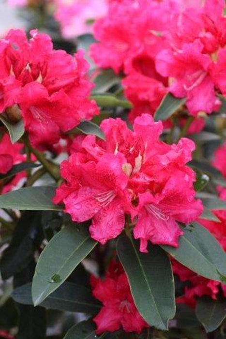 Jean Marie de Montague Rhododendron