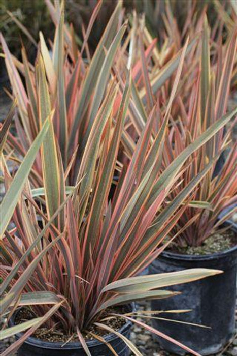 Sundowner New Zealand Flax