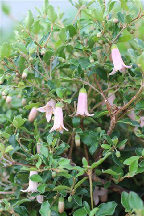 Pink Australian Fuchsia