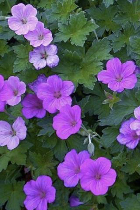 Russell Prichard Cranesbill (Geranium)