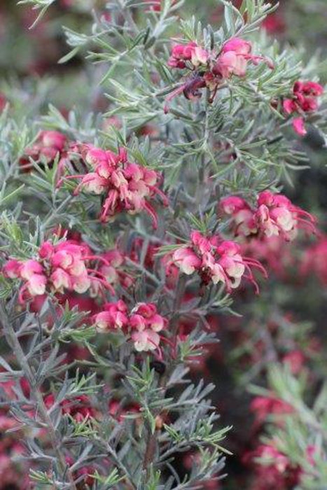 Penola Lavender Grevillea