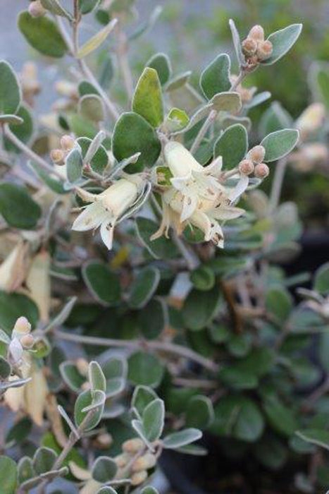 Ivory Bells White Australian Fuchsia