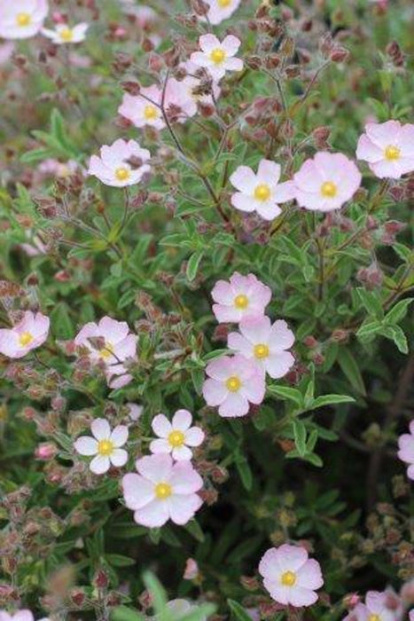 Dwarf Pink Rockrose