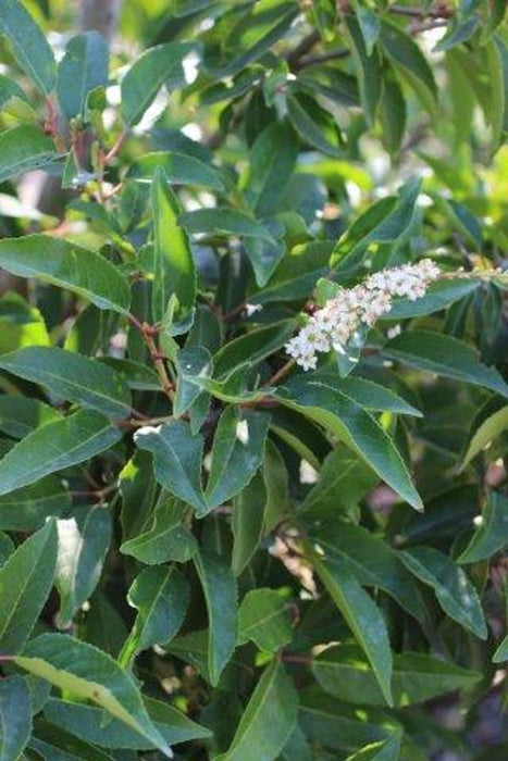 Portugal Laurel