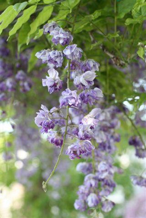 Black Dragon Wisteria