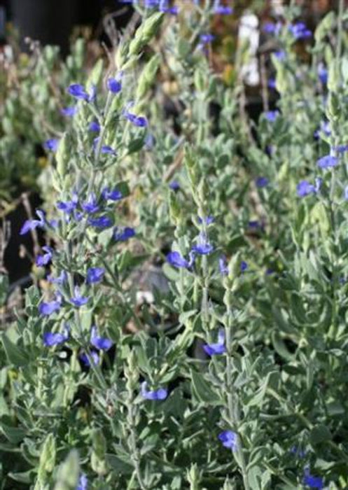 Mexican Blue Sage