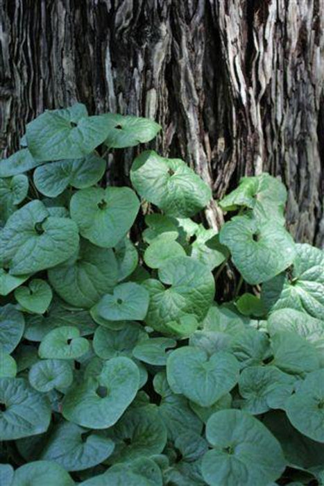 Western Wild Ginger