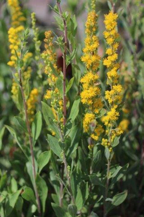 California Goldenrod