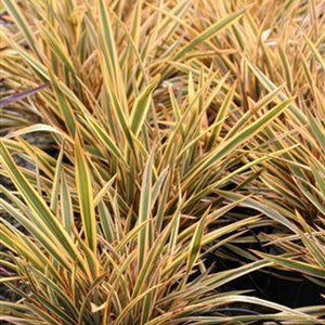 Golden Ray New Zealand Flax For Sale Online! | Great Variegation ...