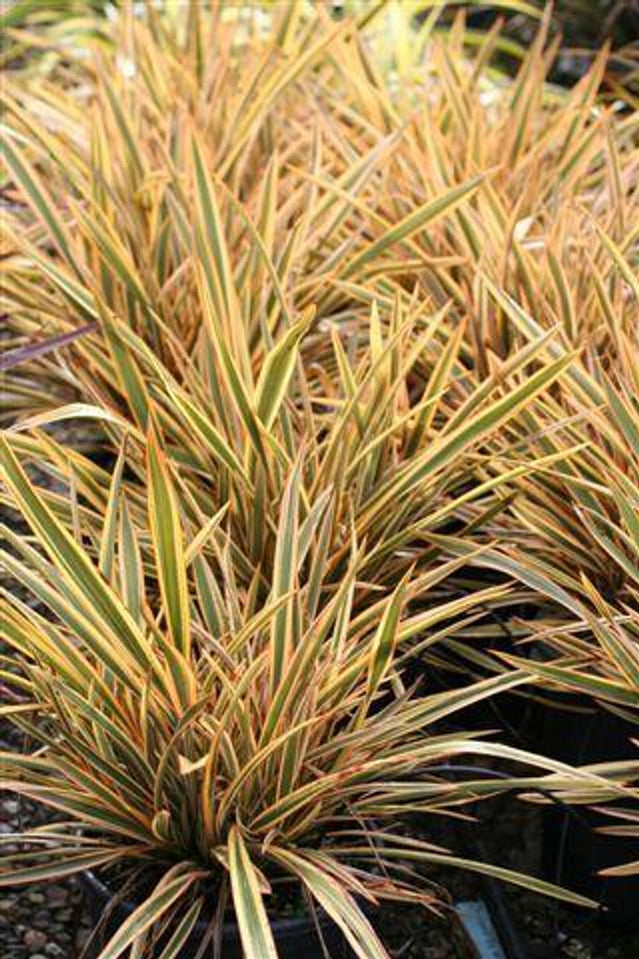 Golden Ray New Zealand Flax For Sale Online! | Great Variegation ...