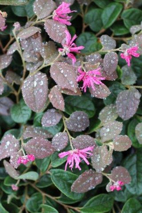 Blush Chinese Fringe Flower (Loropetalum)