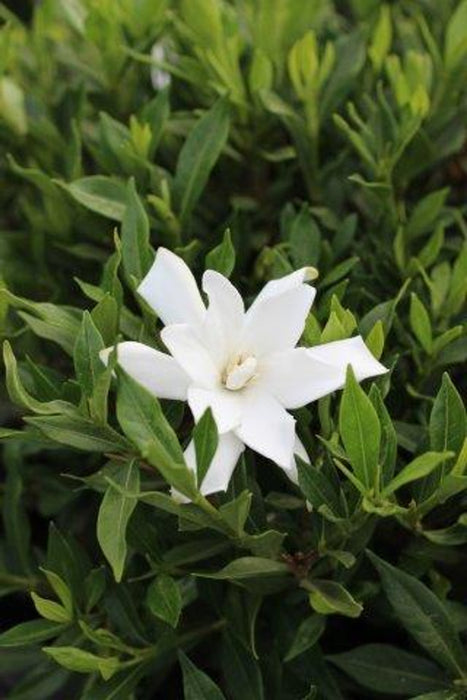 Frostproof Gardenia