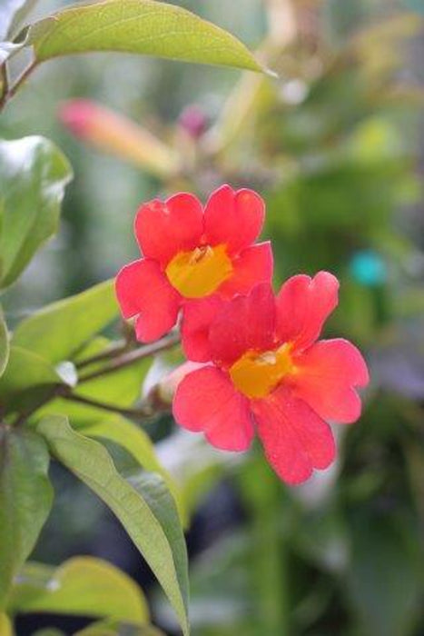 Scarlet Trumpet Vine