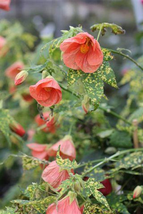 Thompson's Flowering Maple (Abutilon)