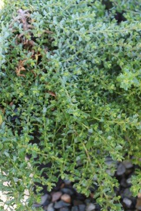 Twin Peaks Coyote Brush