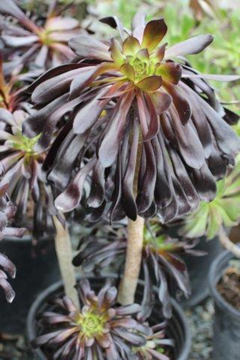 Black Rose Aeonium Succulent