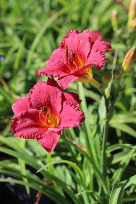 Cranberry Baby Daylily