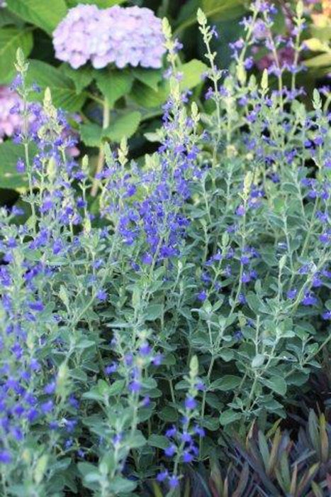 Marine Blue Germander Sage